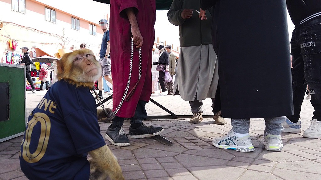 A macaque monkey wearing a Sadio Mane football shirt is being held on a chain at the feet of two people