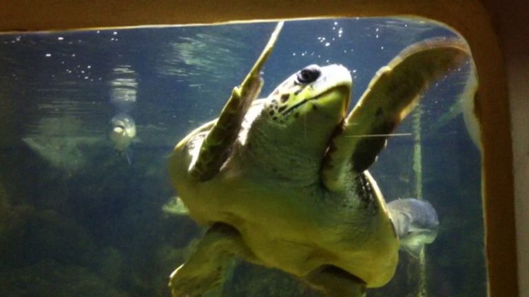 ALGHERO AQUARIUM GALLERY