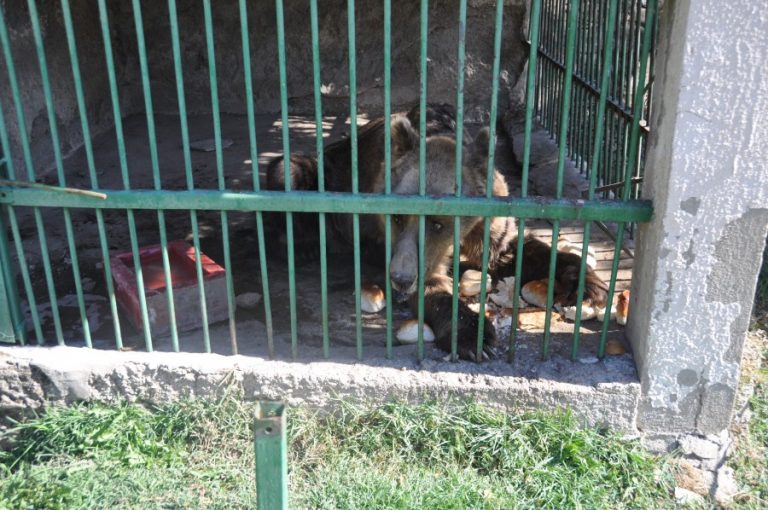 BITOLA ZOO GALLERY