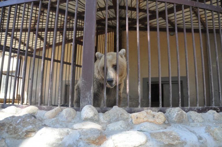 BITOLA ZOO GALLERY
