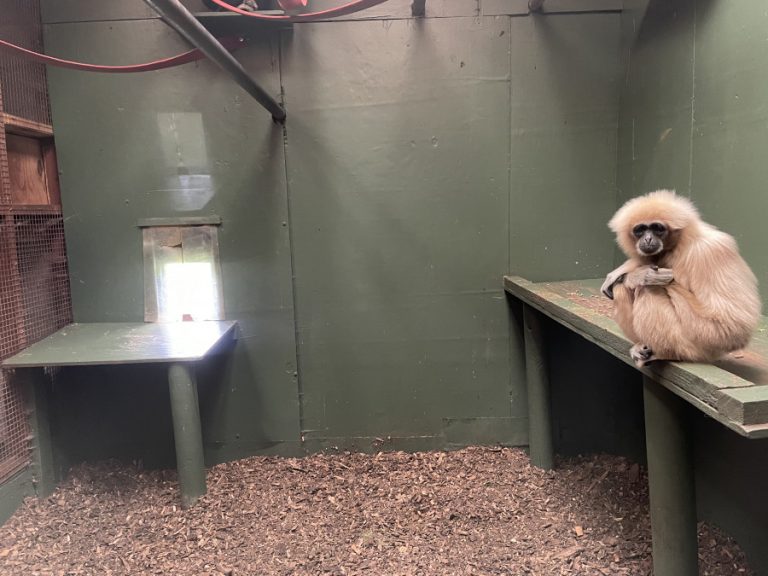 SAFARI ZOO GALLERY (2022)