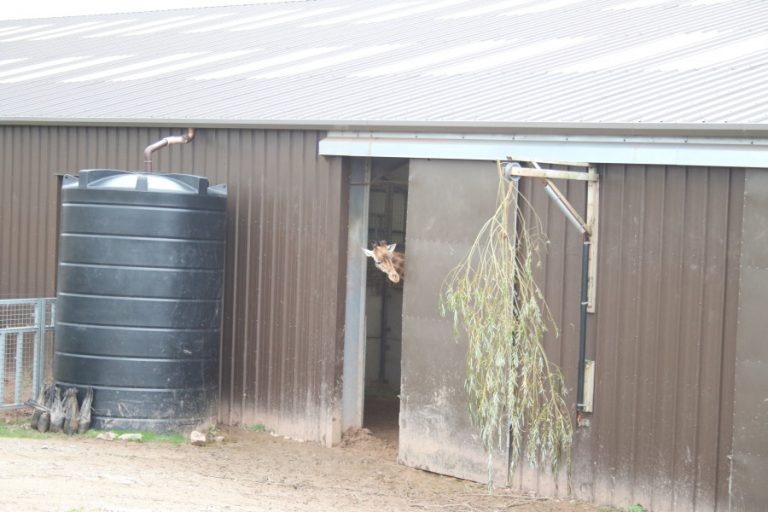 SAFARI ZOO GALLERY (2022)