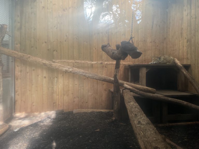 SAFARI ZOO GALLERY (2022)