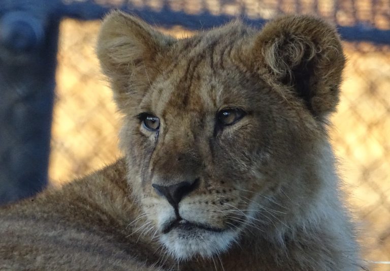 CAPTIVE LION BREEDING & TRADE GALLERY
