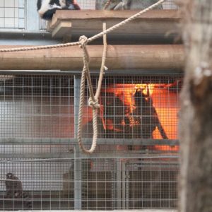 A ring tailed lemur clinging to a fence next to a heat lamp at Sarafi Zoo