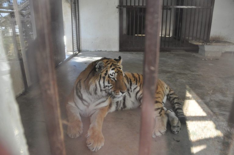 BITOLA ZOO GALLERY