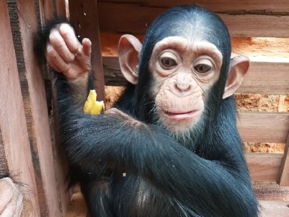 A young chimpanzee in a wooden crate, having been siezed