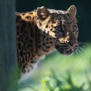 A leopard peering out from behind a tree