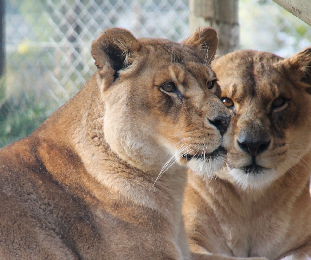 Two lions are lying side by side with a fence in the background