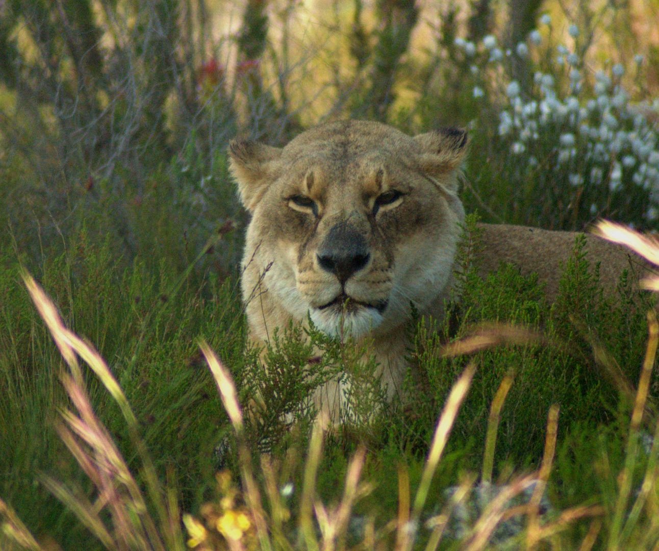A lioness lying sleepily in a field of long grass and wild flowers