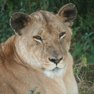 A close-up portrait of a lioness lying contentedly in the grass