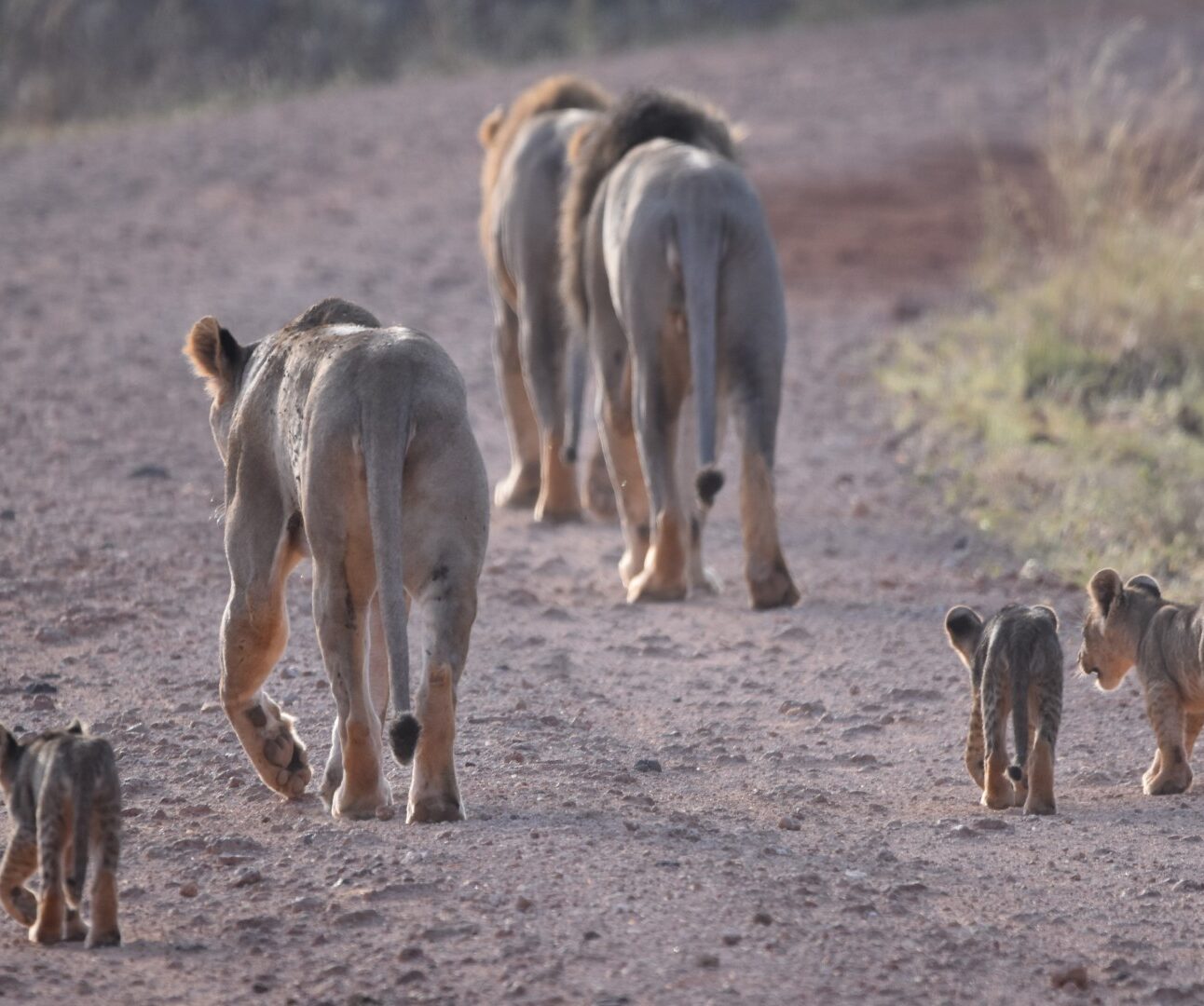 A photo of a lion and a lioness walking down a dusty track with their three cubs