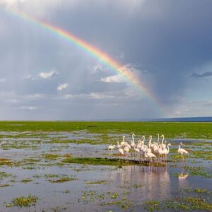 A group of flamingos standing in a shallow pool with a rainbow in the sky