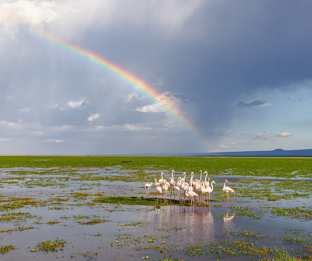 Landscape image of Amboseli, Kenya, with a group of flamingos wading in water and a rainbow in a cloudy sky