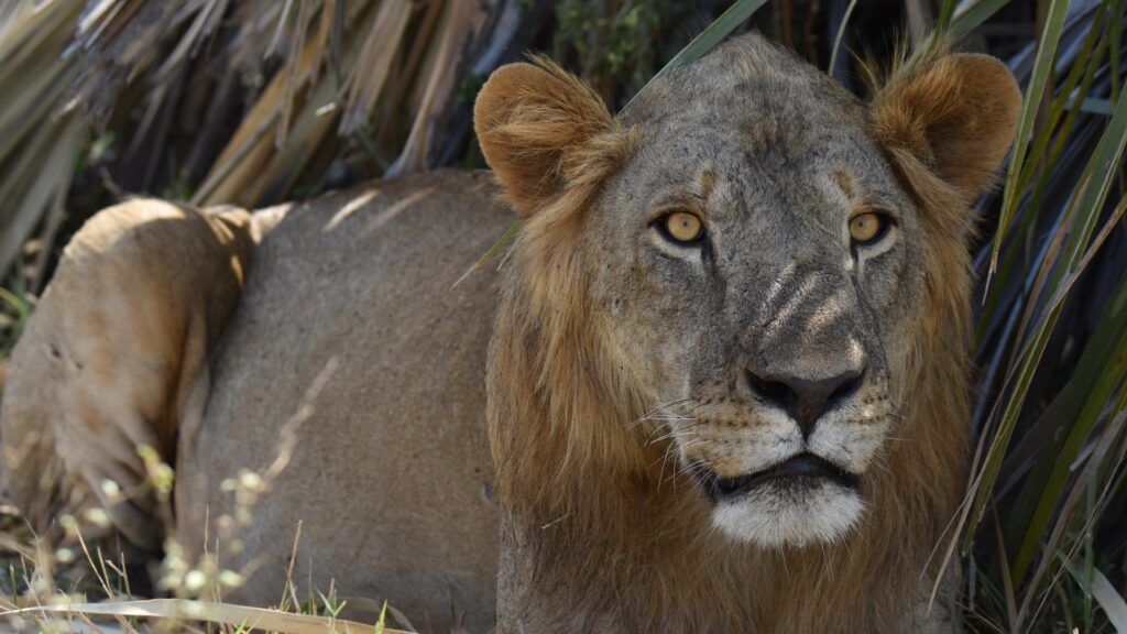 A young male lion lying amongst the undergrowth