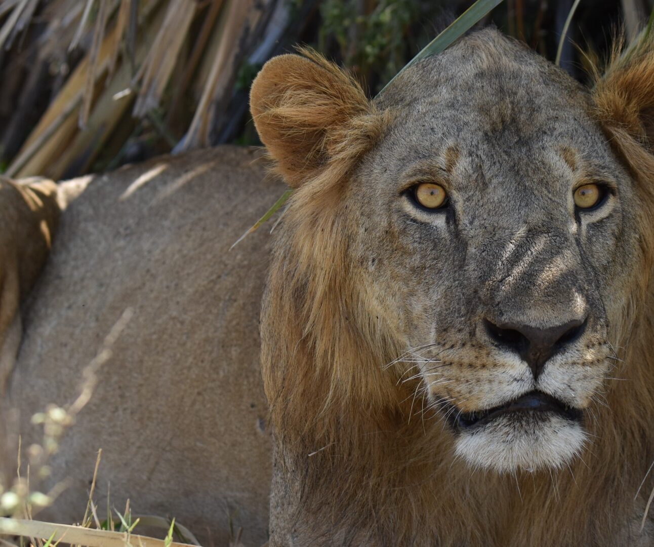 A young male lion lying amongst the undergrowth