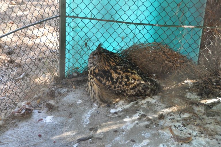 BITOLA ZOO GALLERY