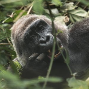 Close up of gorilla Avishag laying sideways