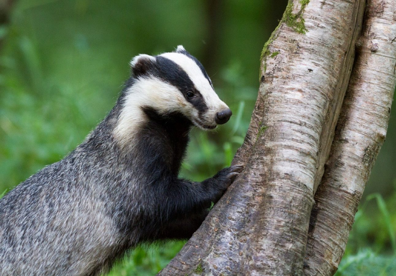 A badger is standing with it's front paws on a tree