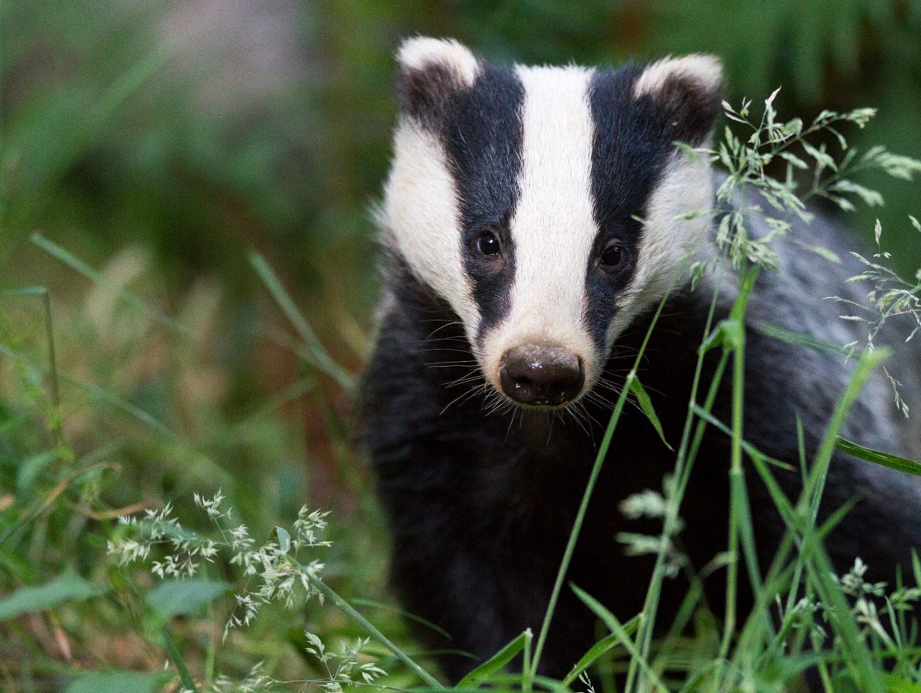 A badger is standing in long grass, facing towards the camera