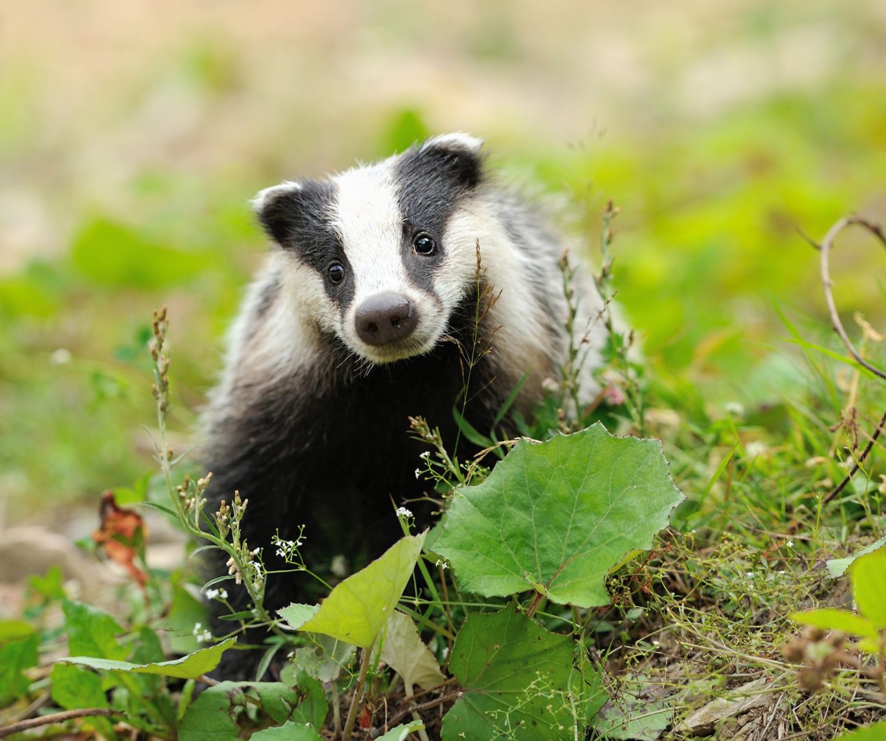 A badger looks at the camera with head tilted