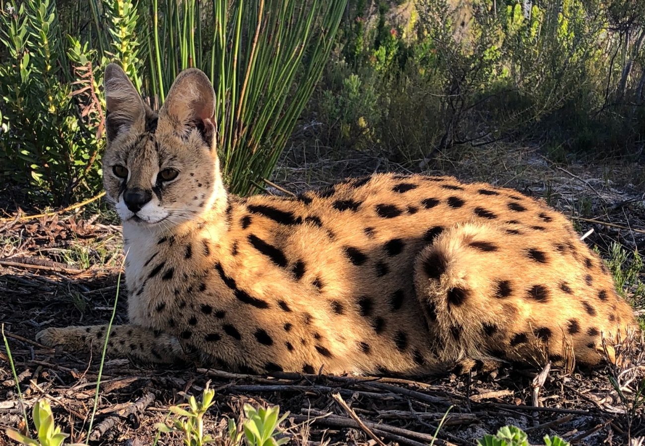 An adult serval lying down relaxing amongst long grass and vegetation