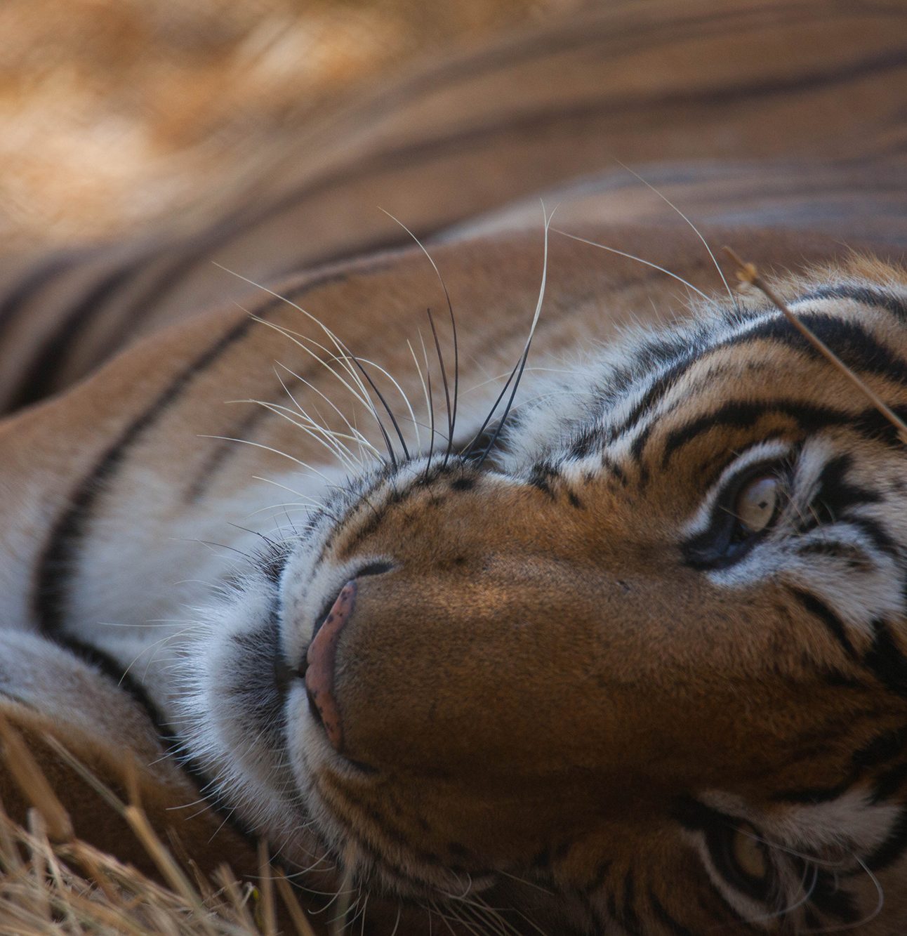 A close of of the head of a Bengall tiger, lying on its side on the ground