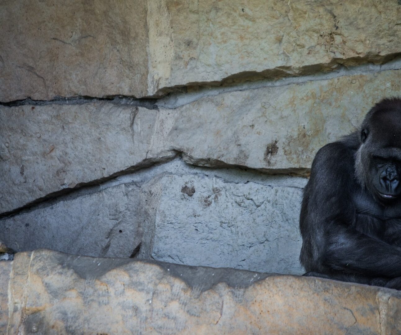 A photo of a depressed-looking gorilla sitting with its head resting on its hand, in a barren concrete enclosure.