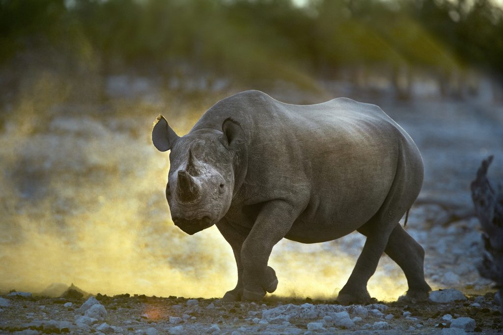 A black rhino