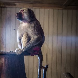 A captive baboon sitting indoors looking out at the sun coming through the window