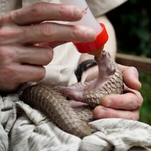 A tiny baby pangolin being bottle fed