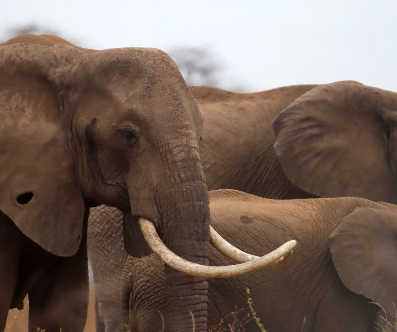 A family of elephants standing together with the large matriarch at the front of the group, standing in profile