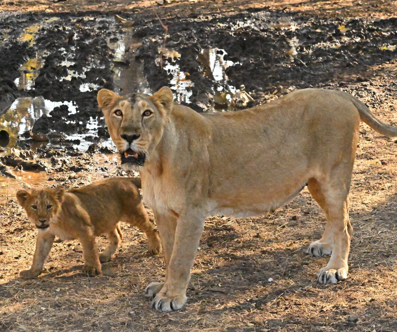 A mother and cub Asiatic lion