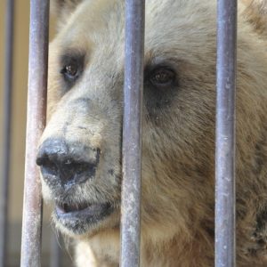 A brown bear looking out from behind the bars of a cage