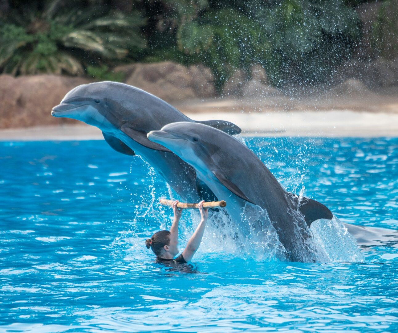 A photo of two dolphins leaping out of a pool, over a stick help up by a trainer - as part of a show.
