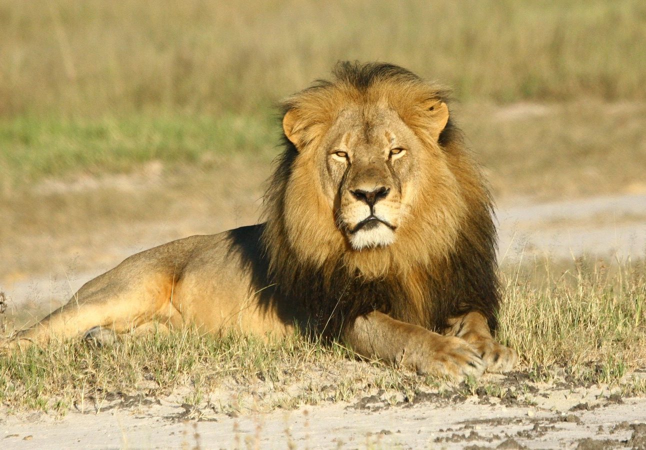 A majestic male lion sits on grass facing the camera