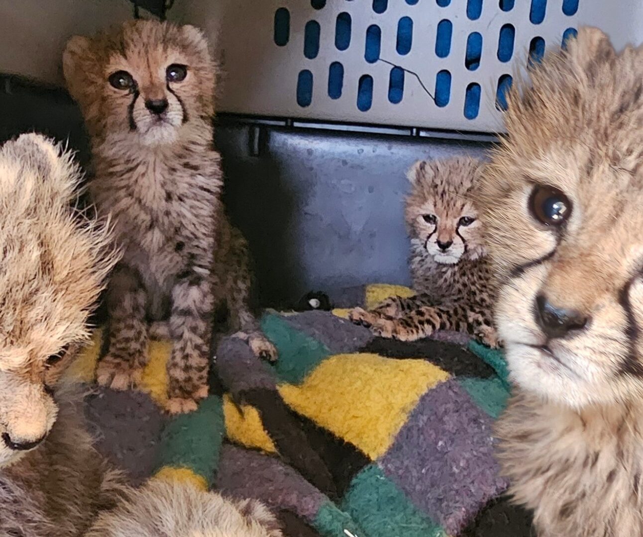Photograph of four cheetah cubs inside an enclosure with a multicolored blanket. Cubs display fluffy fur and distinct facial markings, with one cub prominently close to the camera showing large, expressive eyes.