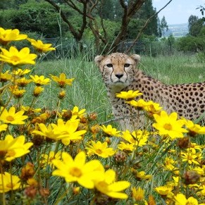 A cheehah peering out from behind a sea of yellow flowers