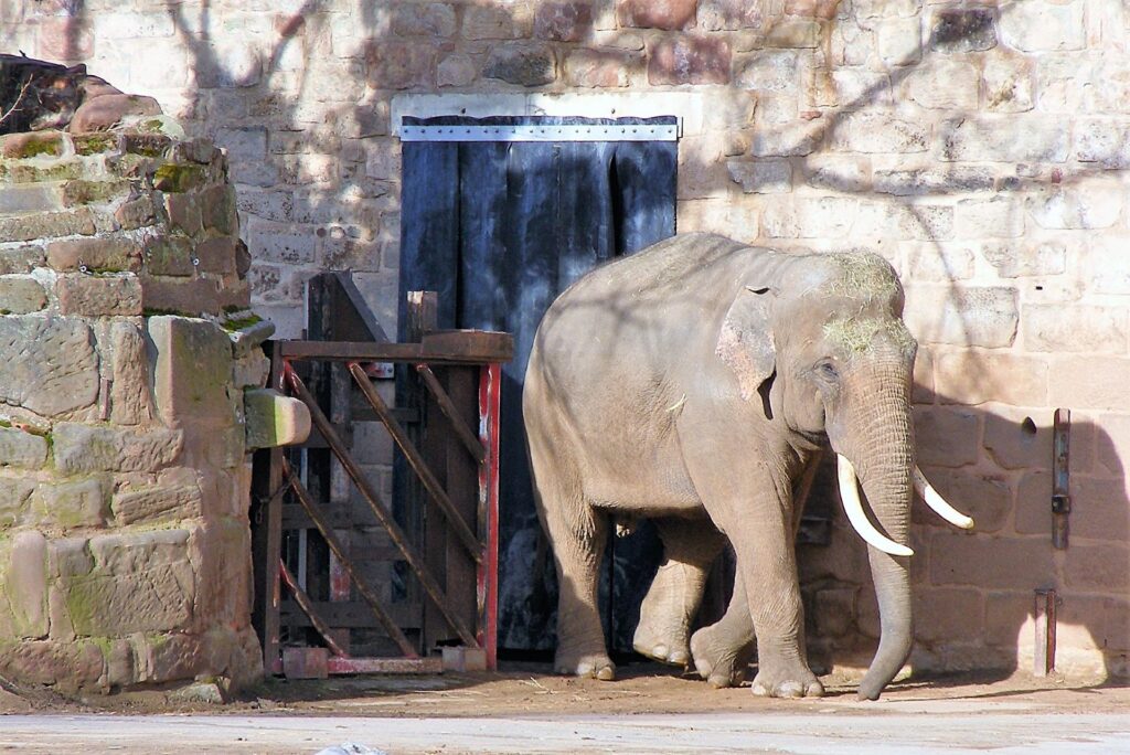 An elephant standing alone in a concrete zoo enclosure.