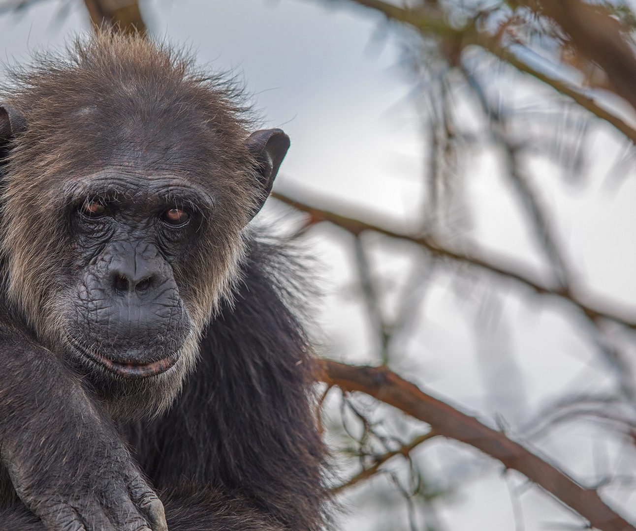 Close up of a chimpanzee in a tree looking at the camera