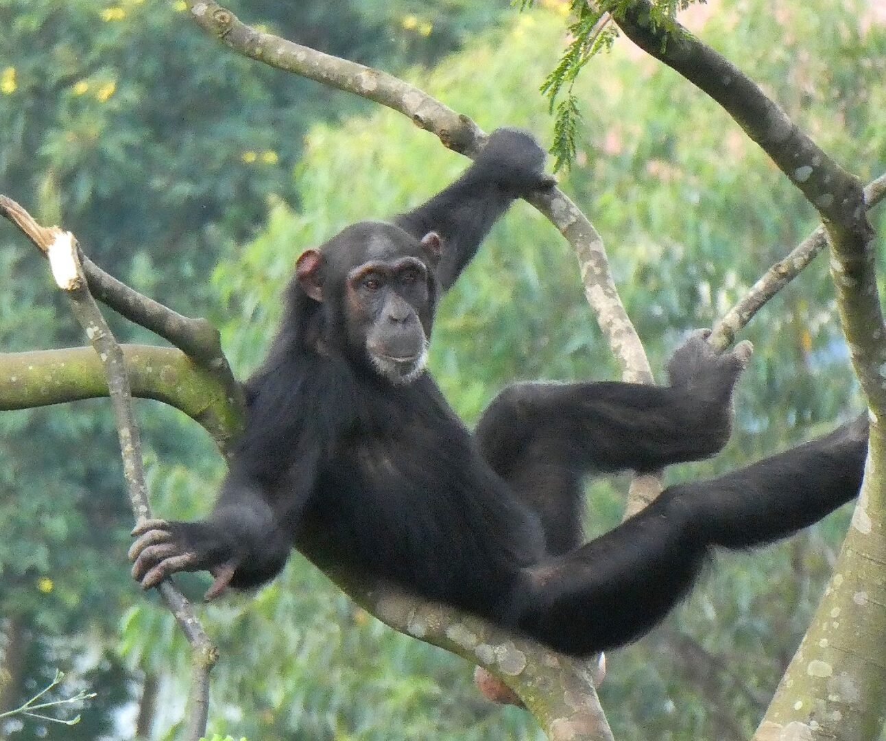 Photograph of a chimpanzee sitting and hanging on tree branches in a lush green forest. The chimpanzee is positioned with one arm and one leg gripping branches, surrounded by dense foliage and tall trees.