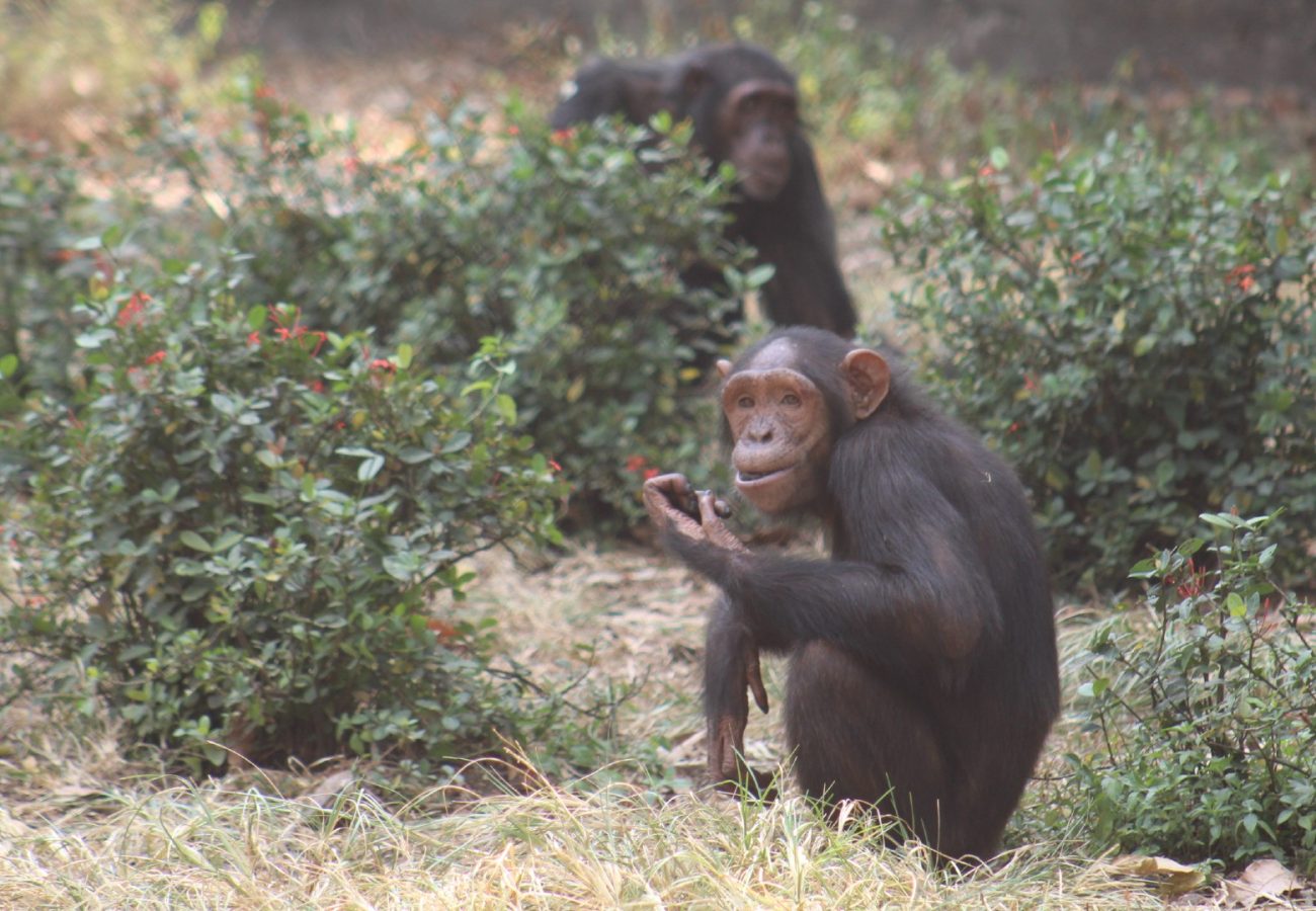 Two chimpanzees sitting together, eating berries