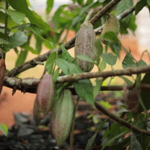 A close-up photo of a cocoa plant
