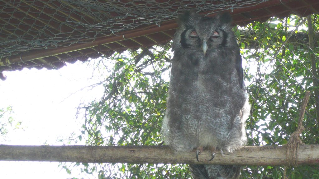 An eagle owl in an aviary