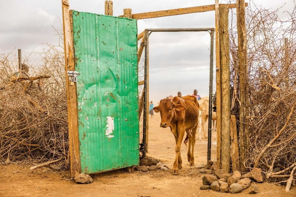 Cattle in a predator-proof boma 