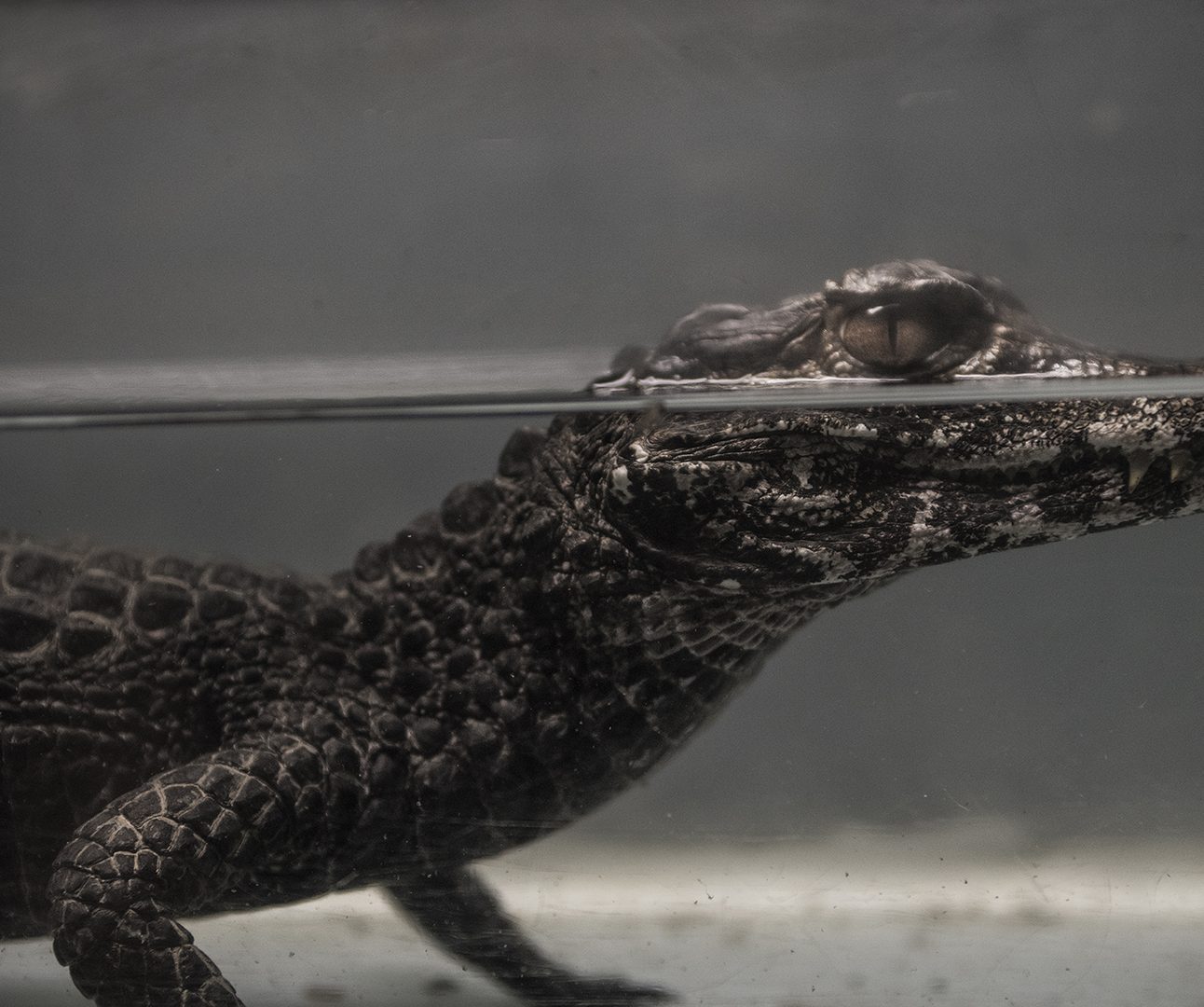 A small crocodile sits submerged in water facing to the right of the image, with just the top of its head and eyes above the water