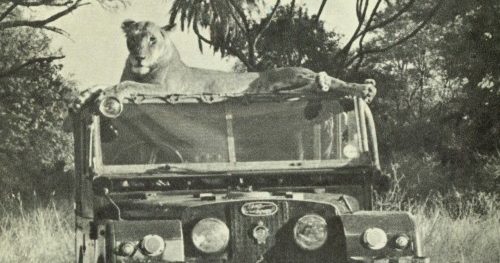 Elsa the lioness lying on top of a Land Rover