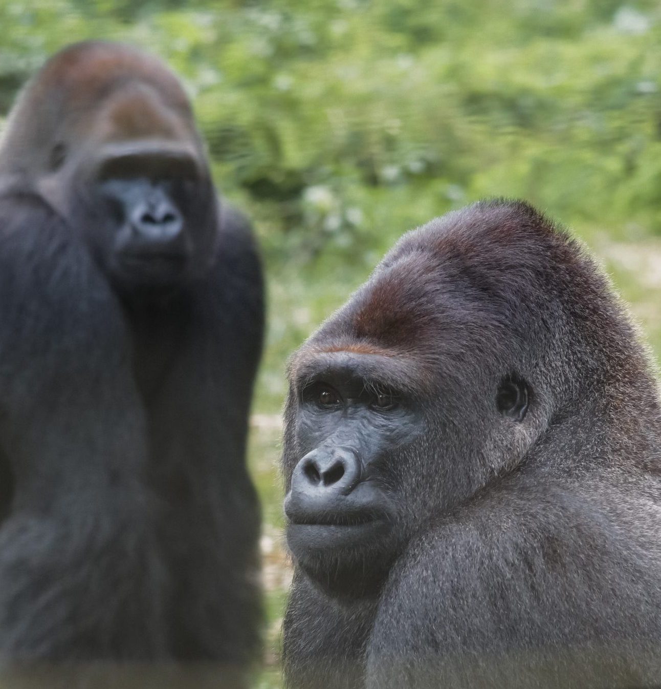 Eto’o (front) and Nkamum, Mefou Primate Sanctuary © Ian Bickerstaff, Ape Action Africa