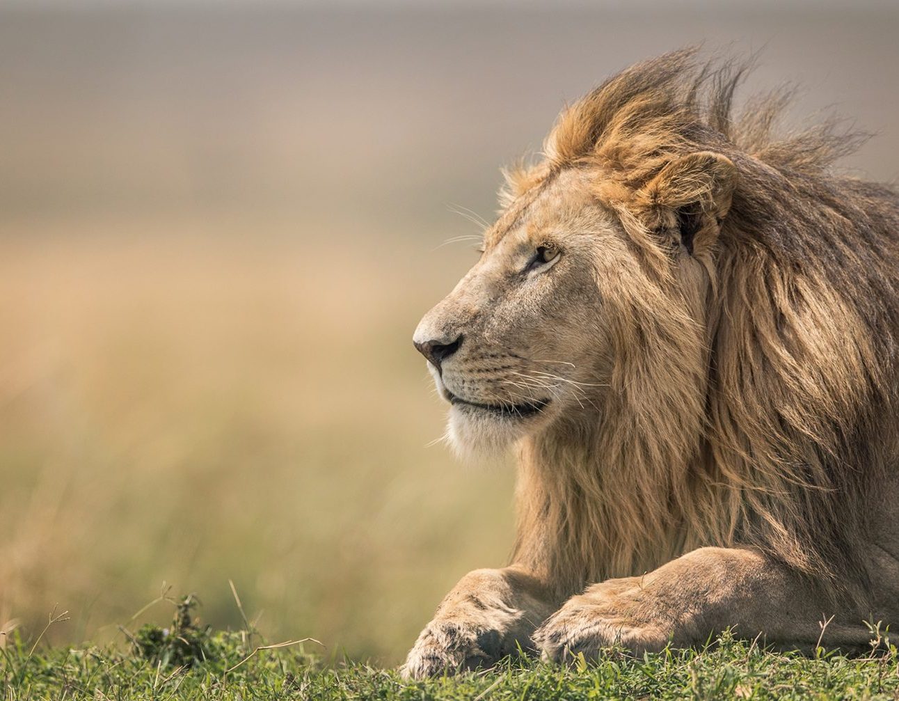 A male lion lying on the savannah with the wind blowing his mane