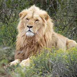 Dadou the rescued male lion at Shamwari